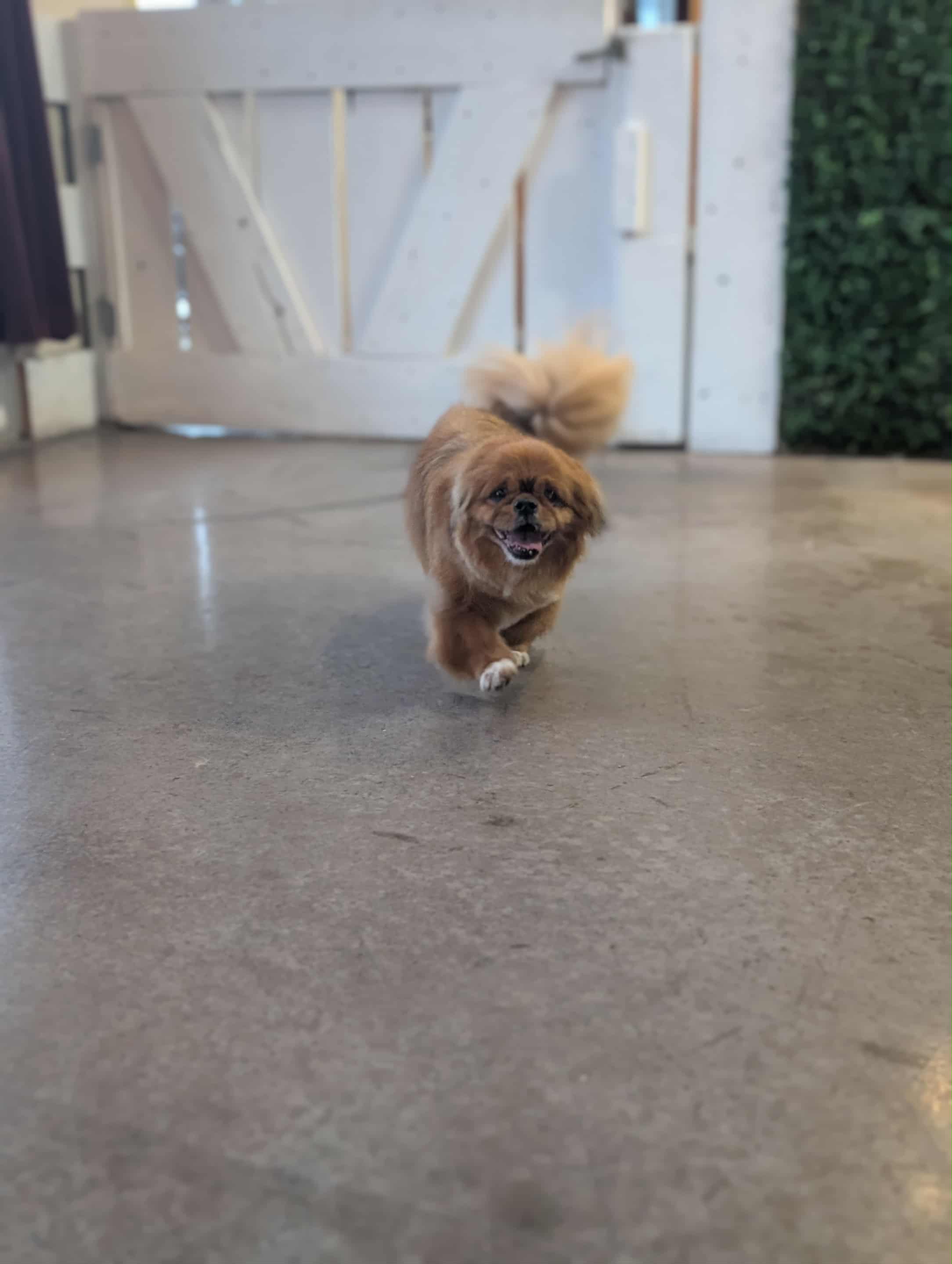 Chien toiletté 18
