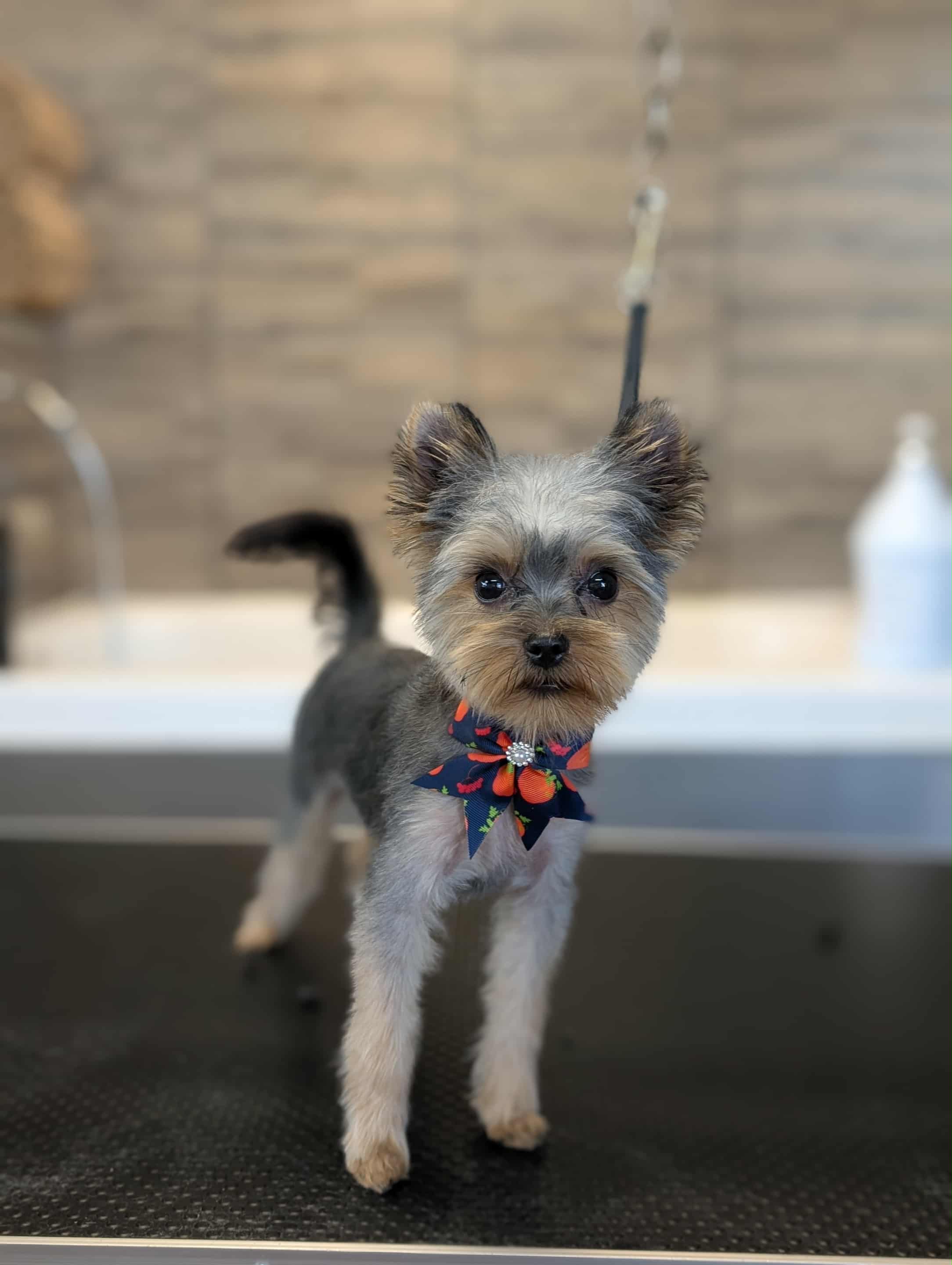Chien toiletté 4