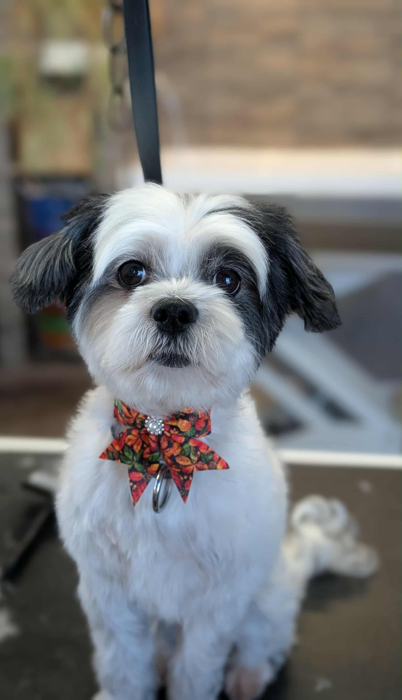 Chien toiletté 5