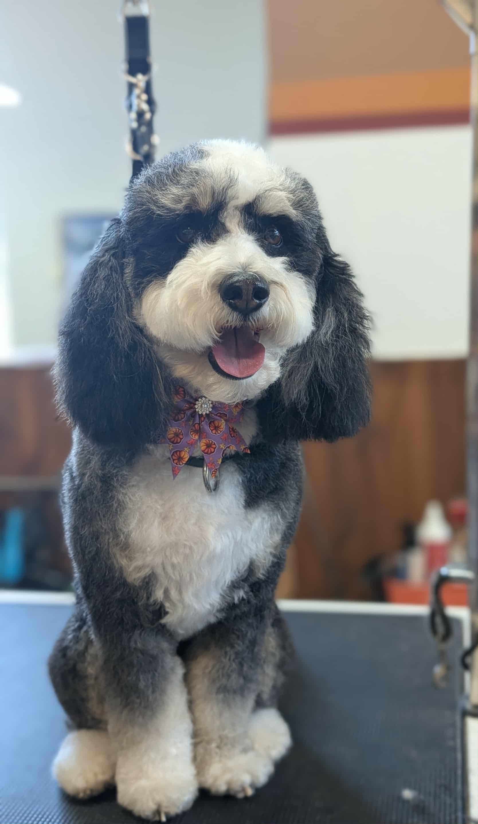 Chien toiletté 6