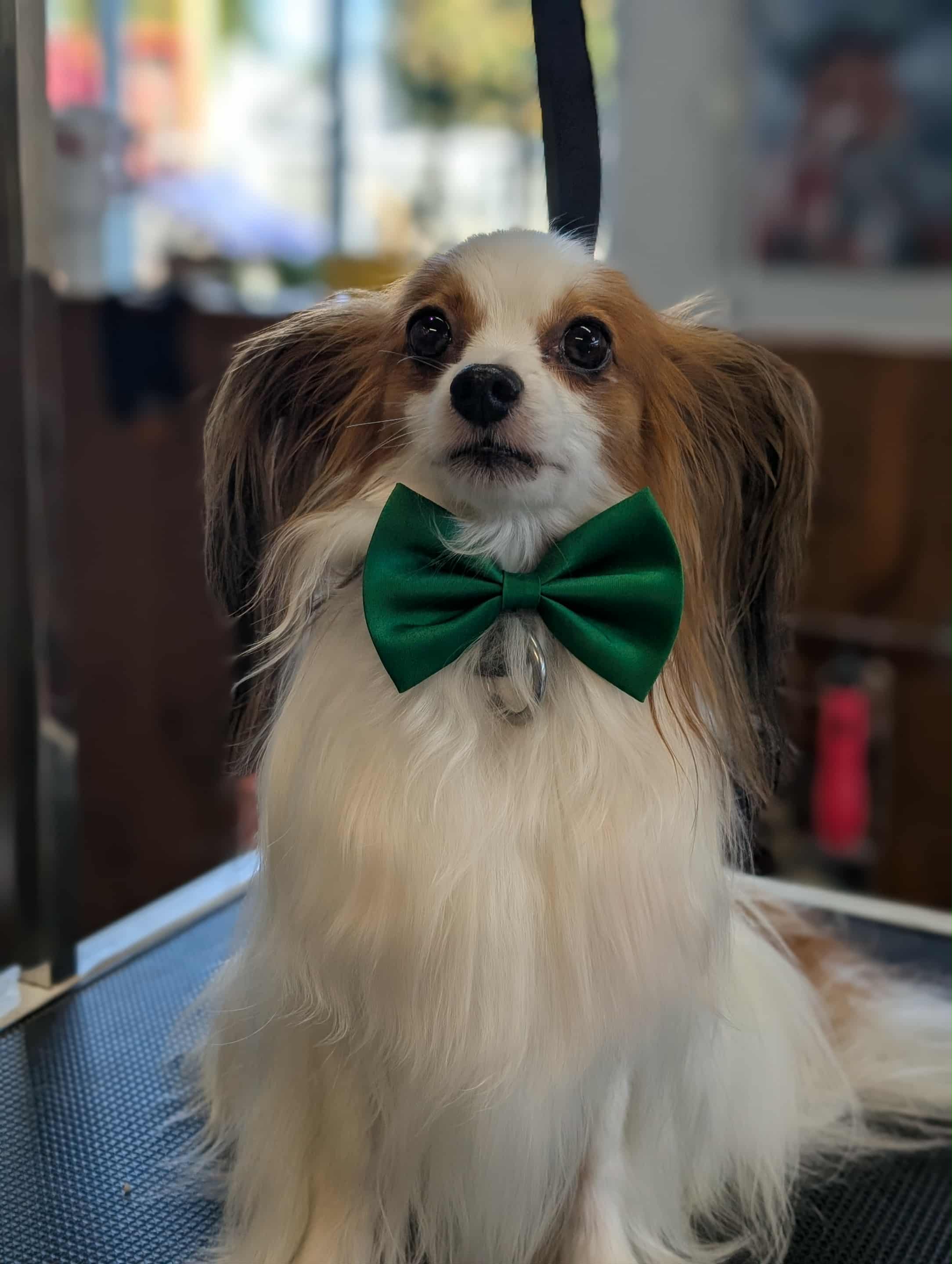 Chien toiletté 9